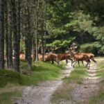 Dänemarks schönste Wanderstrecke
