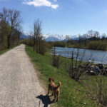 Alpsee