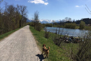 Alpsee