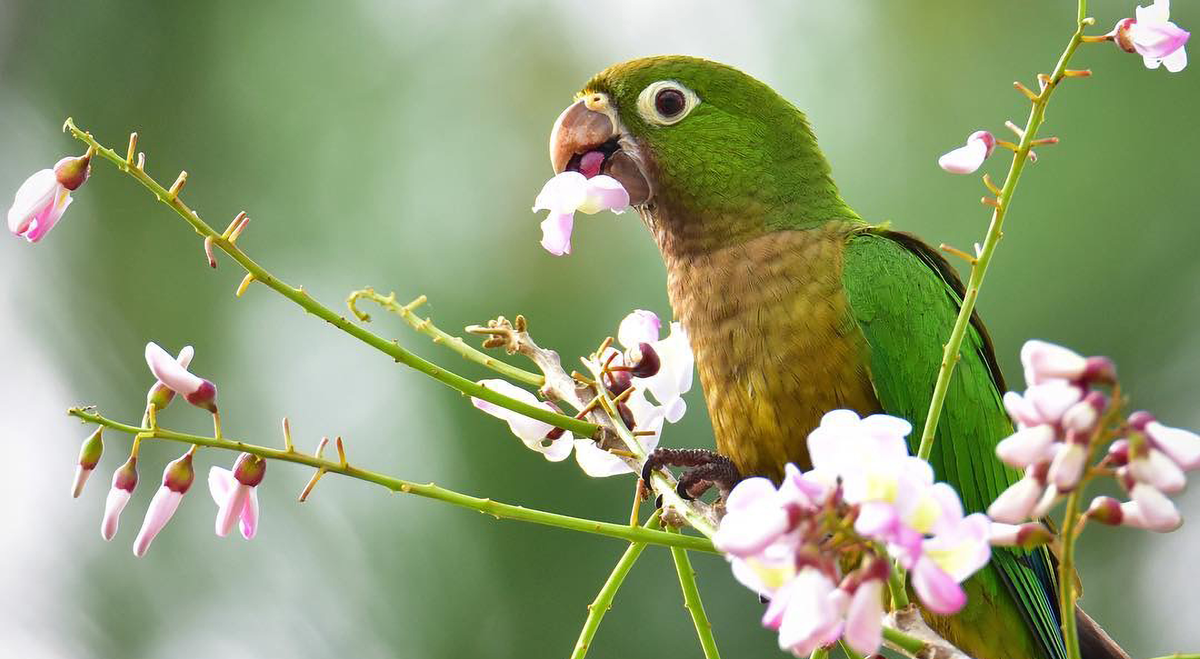 Trendhobby Birdwatching: Seltene Arten in Island, La Réunion und Belize