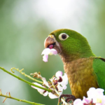 Trendhobby Birdwatching: Seltene Arten in Island, La Réunion und Belize