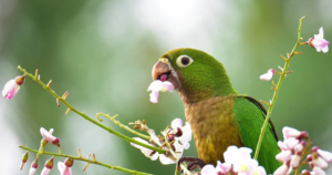 Trendhobby Birdwatching: Seltene Arten in Island, La Réunion und Belize