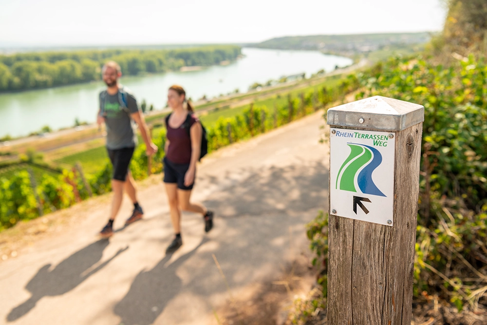 Camping-Genuss in Rheinhessen: Urlaub auf dem Weingut